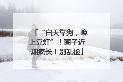 “白天靠狗，晚上靠灯”！菌子近期疯长！别乱捡