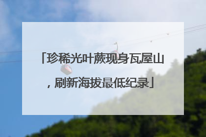 珍稀光叶蕨现身瓦屋山，刷新海拔最低纪录