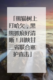 熊猫树上打哈欠，黑熊抓痕好清晰！川陕甘三省联合巡护直击