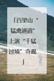 百望山“猛禽通道”上演“千猛过境”奇观