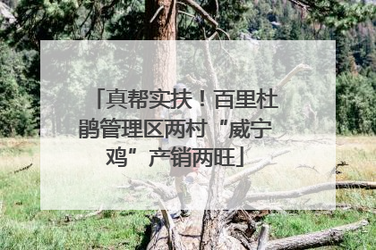 真帮实扶！百里杜鹃管理区两村“威宁鸡”产销两旺