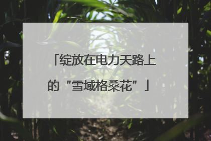 绽放在电力天路上的“雪域格桑花”