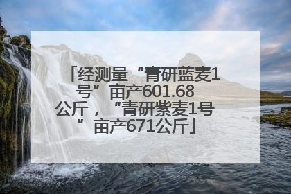 经测量“青研蓝麦1号”亩产601.68公斤，“青研紫麦1号”亩产671公斤