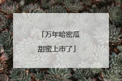 万年哈密瓜甜蜜上市了