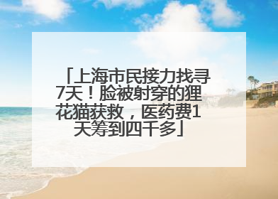 上海市民接力找寻7天！脸被射穿的狸花猫获救，医药费1天筹到四千多
