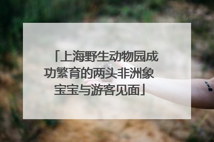 上海野生动物园成功繁育的两头非洲象宝宝与游客见面