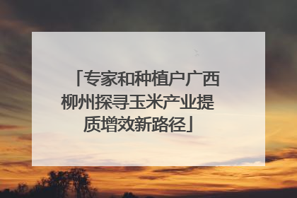 专家和种植户广西柳州探寻玉米产业提质增效新路径