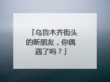 乌鲁木齐街头的新朋友，你偶遇了吗？