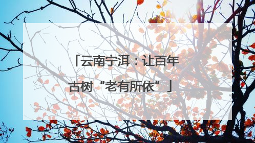 云南宁洱：让百年古树“老有所依”