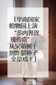 华南国家植物园上演“多肉界玫瑰传奇”，从呆萌树干到炸裂种子全是戏！