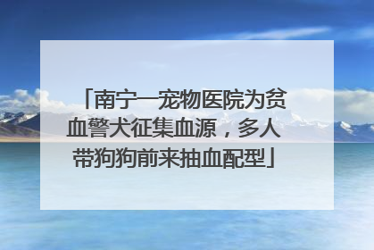 南宁一宠物医院为贫血警犬征集血源，多人带狗狗前来抽血配型