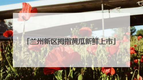 兰州新区拇指黄瓜新鲜上市