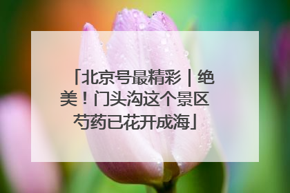 北京号最精彩｜绝美！门头沟这个景区芍药已花开成海