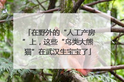 在野外的“人工产房”上，这些“鸟类大熊猫”在武汉生宝宝了