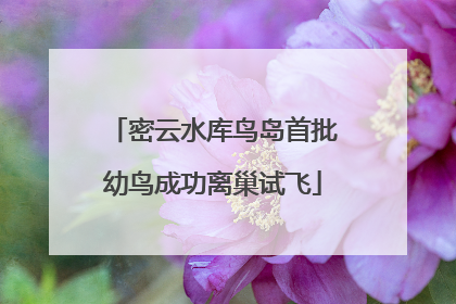 密云水库鸟岛首批幼鸟成功离巢试飞