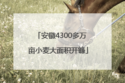 安徽4300多万亩小麦大面积开镰