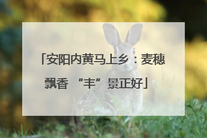 安阳内黄马上乡：麦穗飘香 “丰”景正好