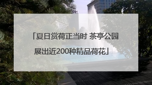 夏日赏荷正当时 茶亭公园展出近200种精品荷花
