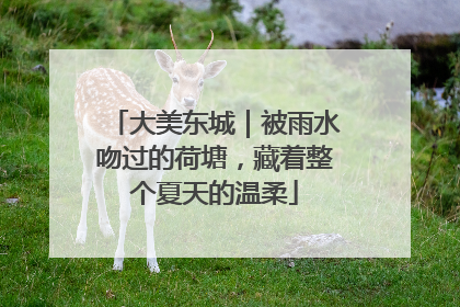大美东城｜被雨水吻过的荷塘，藏着整个夏天的温柔