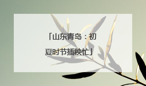 山东青岛：初夏时节插秧忙