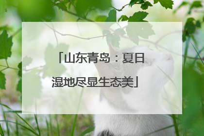 山东青岛：夏日湿地尽显生态美