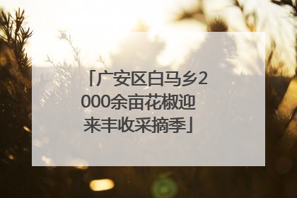 广安区白马乡2000余亩花椒迎来丰收采摘季