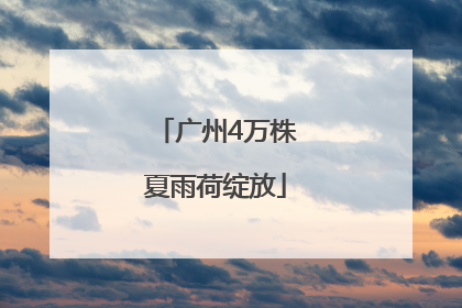 广州4万株夏雨荷绽放