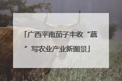 广西平南茄子丰收“蔬”写农业产业新图景