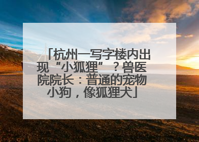 杭州一写字楼内出现“小狐狸”？兽医院院长：普通的宠物小狗，像狐狸犬