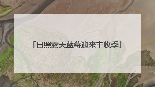 日照露天蓝莓迎来丰收季