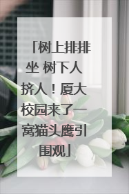 树上排排坐 树下人挤人！厦大校园来了一窝猫头鹰引围观