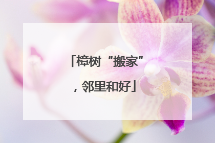 樟树“搬家”，邻里和好