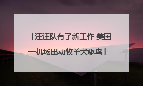 汪汪队有了新工作 美国一机场出动牧羊犬驱鸟