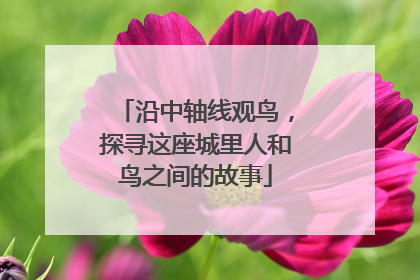 沿中轴线观鸟，探寻这座城里人和鸟之间的故事