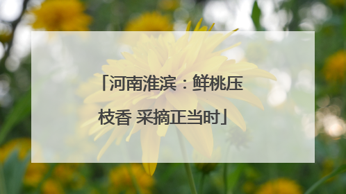河南淮滨：鲜桃压枝香 采摘正当时