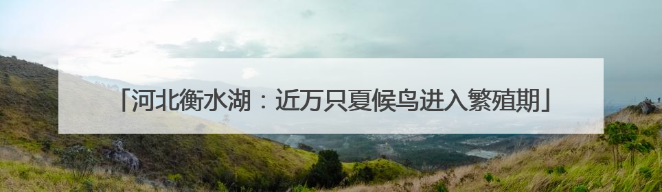河北衡水湖：近万只夏候鸟进入繁殖期