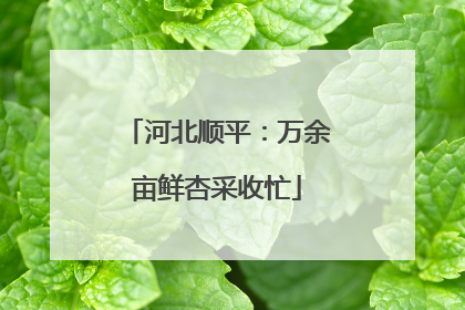 河北顺平：万余亩鲜杏采收忙