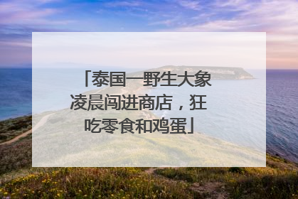 泰国一野生大象凌晨闯进商店，狂吃零食和鸡蛋