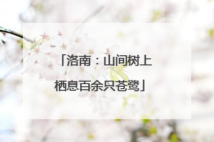 洛南：山间树上栖息百余只苍鹭