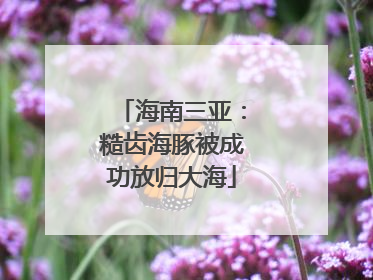 海南三亚：糙齿海豚被成功放归大海