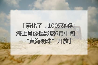 萌化了，100只狗狗海上肖像摄影展6月中旬“黄海明珠”开放