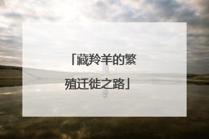 藏羚羊的繁殖迁徙之路