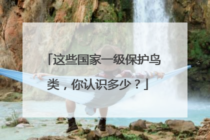 这些国家一级保护鸟类，你认识多少？