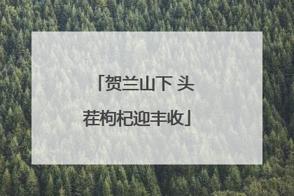 贺兰山下 头茬枸杞迎丰收
