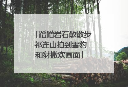 蹭蹭岩石散散步 祁连山拍到雪豹和豺撒欢画面
