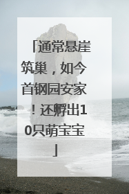 通常悬崖筑巢，如今首钢园安家！还孵出10只萌宝宝