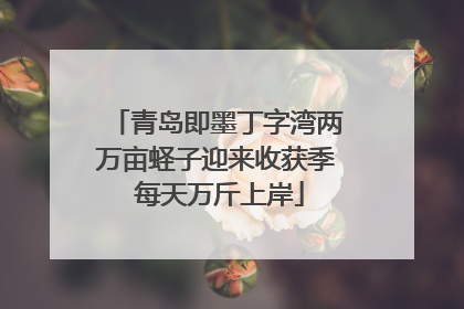 青岛即墨丁字湾两万亩蛏子迎来收获季 每天万斤上岸