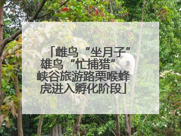 雌鸟“坐月子”雄鸟“忙捕猎” 峡谷旅游路栗喉蜂虎进入孵化阶段