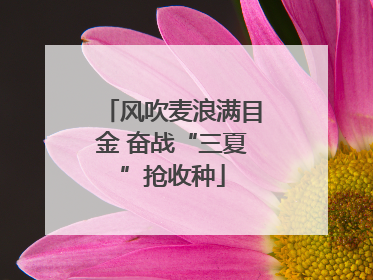 风吹麦浪满目金 奋战“三夏”抢收种