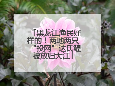 黑龙江渔民好样的！两地两只“投网”达氏鳇被放归大江